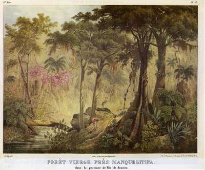 Virgin Forest Near Manqueritipa by Johann Moritz Rugendas